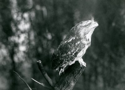 Le plumage cryptique et la pose de repos d